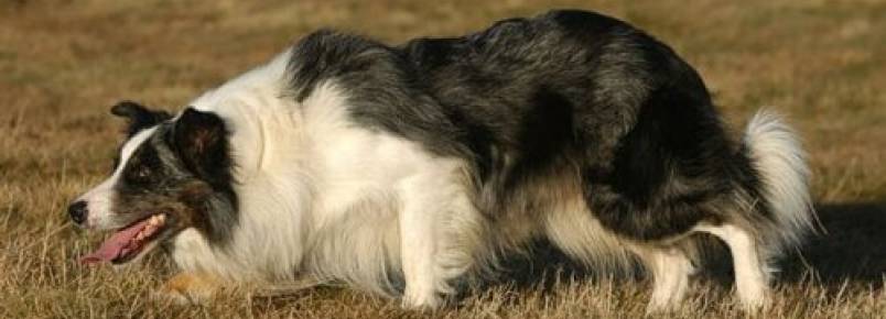 Raças de cães de pastoreio