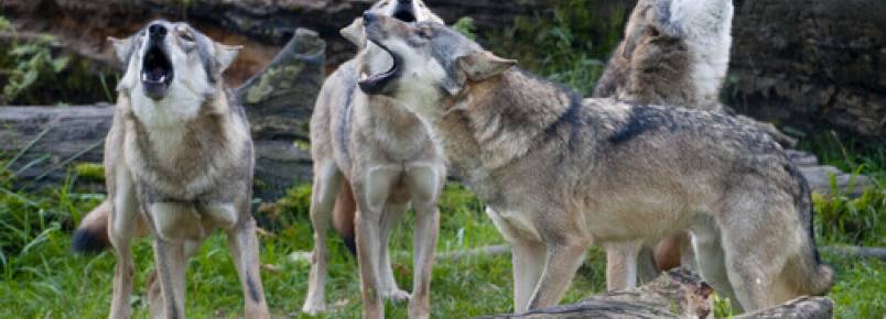 O comportamento de uma manada de lobos