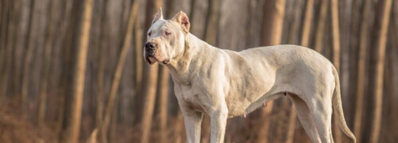 As raças de cães americanos mais populares