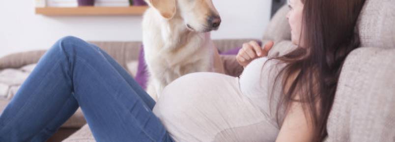 5 maneiras dos cães descobrirem a gravidez de suas tutoras