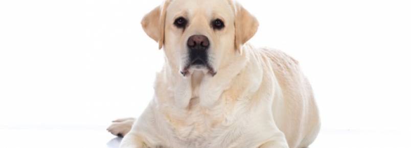 Gravidez psicológica em cachorra, gata e coelha como tratar