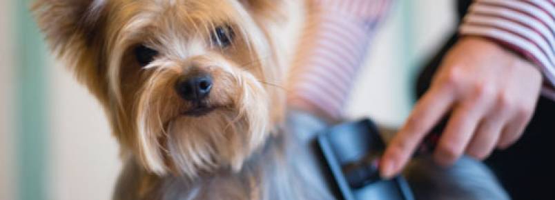 É possível escovar demais os pelos dos cães?
