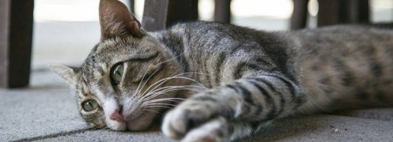 Demncia em ces e gatos pode ser culpa dos donos, diz estudo