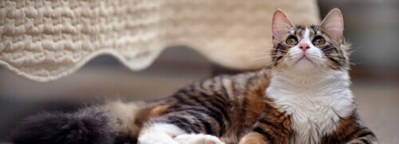 Como ter um gato em casa
