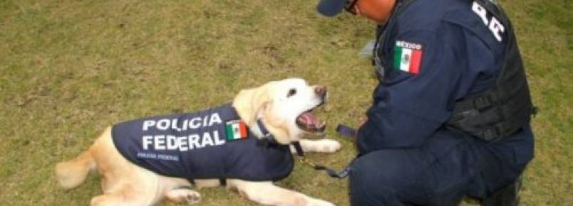 México não irá mais eutanasiar cães policiais que estão em idade de se aposentar