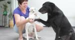 Cachorros são órfãos do crescimento urbano em Jundiaí (SP)