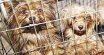 Cães sequestrados podem estar sendo vendidos na internet