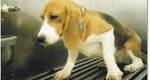Por que experimentos em animais não são necessários