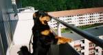 Animais em apartamentos