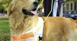 Instituto federal implanta curso para adestradores de cães-guia