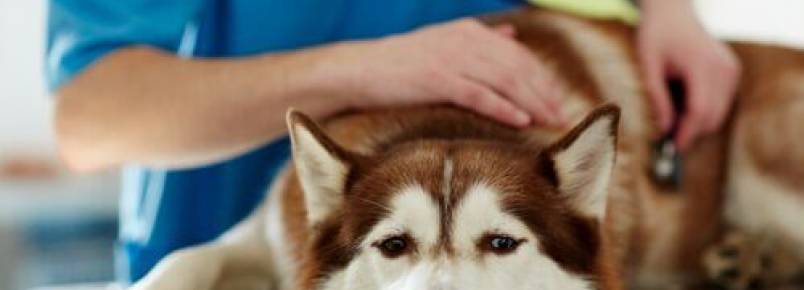 Tratamento e contgio da cinomose canina