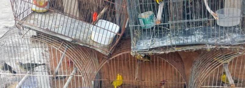 Aves silvestres são encontradas em cativeiro e morador é multado em R$ 4,5 mil