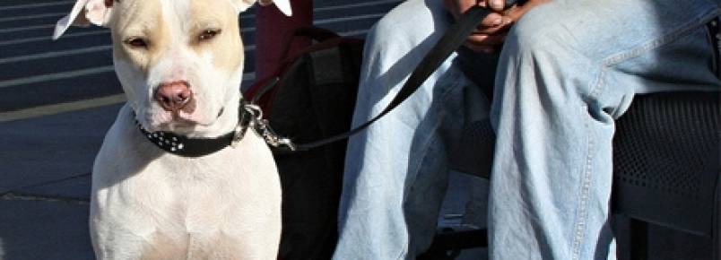 Nove erros mais comuns na hora de cuidar do seu cão