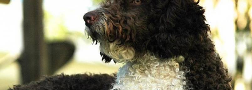 Cachorro salva-vidas: o incrvel co dgua portugus