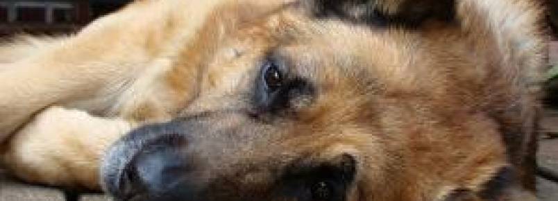 Como identificar dor em cães?