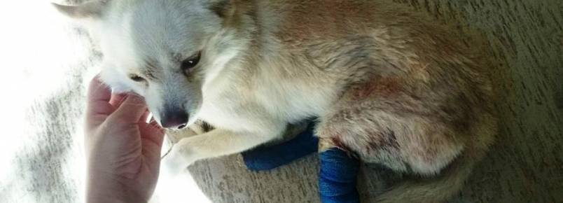 Urgente: Cãozinho precisa de doação de sangue em Itabira (MG)