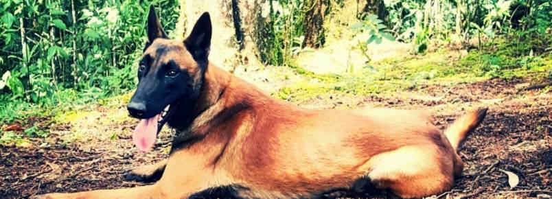 Bones, o cachorro que busca desaparecidos na Colômbia
