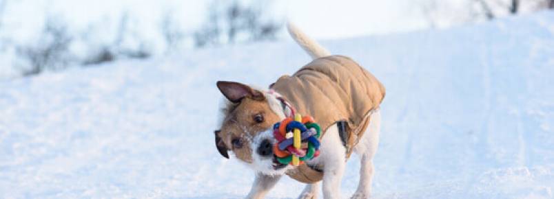 Por que o cão sacode os brinquedos?