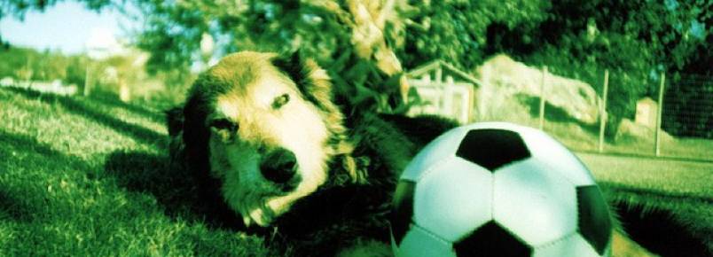 Saiba mais sobre cuidados com os animais durante a Copa
