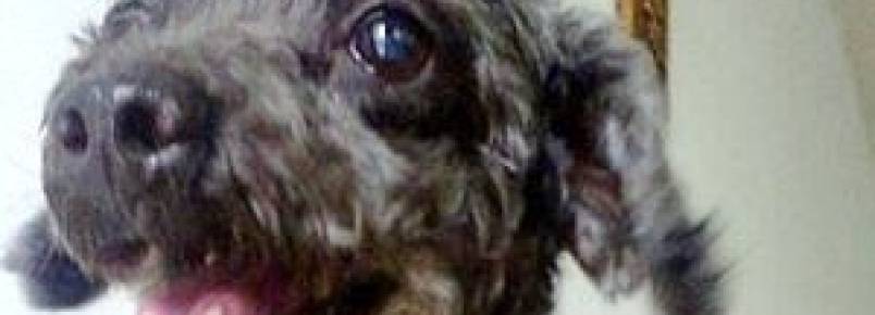 Cachorro é roubado após assalto em Jaboatão