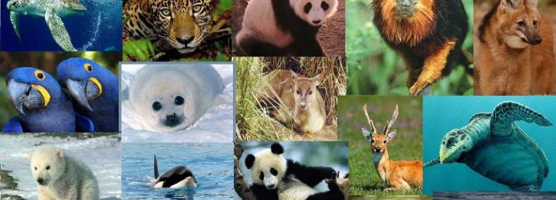 Ministério cria força-tarefa para proteger animais ameaçados de extinção