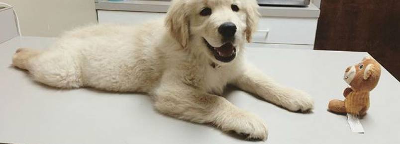 9 perguntas que devem ser feitas na primeira consulta veterinária