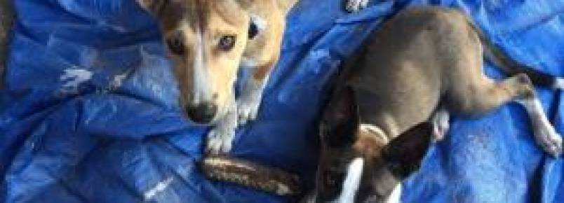 Cães abandonados vencem mulher pelo cansaço e ganham novo lar