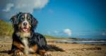 Infecções mais comuns no verão: proteja seu cachorro