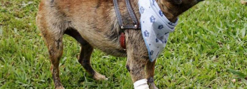 Ambulância socorre quase 100 cachorros e gatos em Curitiba em um mês de atendimentos