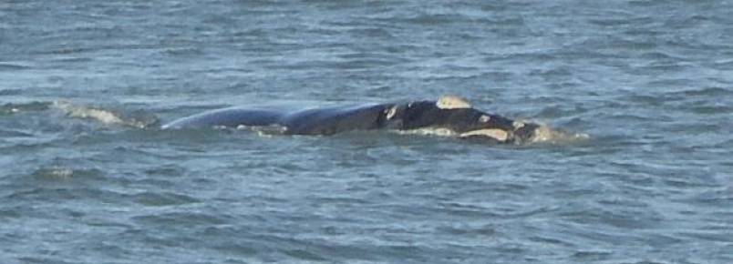 Primeiras baleias-francas so vistas em Laguna