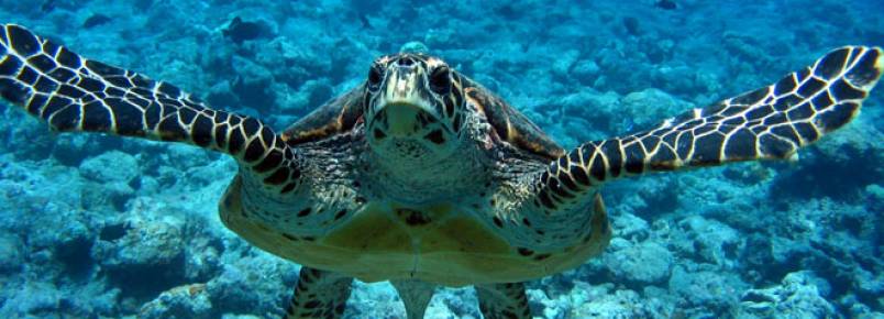 Bercário de animais em risco de extinção