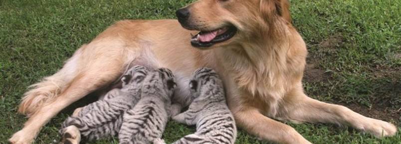 Você sabia que os animais também adotam outros bichinhos?