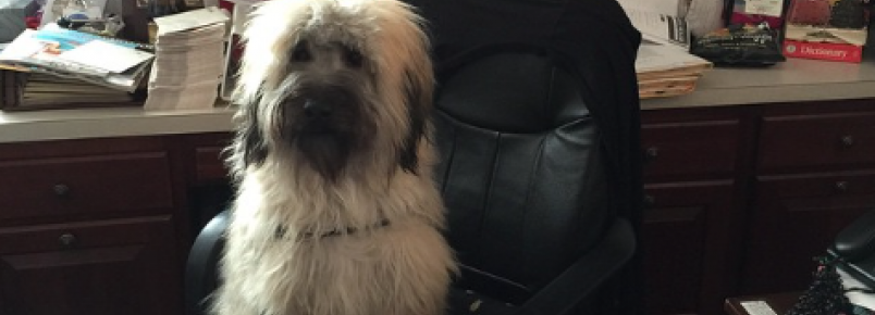 Dia nacional de levar os cães ao trabalho foi comemorada nesta sexta nos Estados Unidos