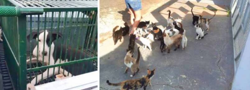 Moradores so autuados por maus-tratos a animais em Fernandpolis