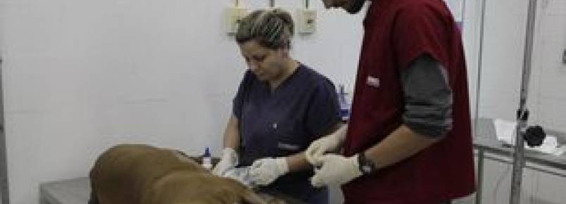 Cachorro passa por reconstrução facial em hospital veterinário de Santos