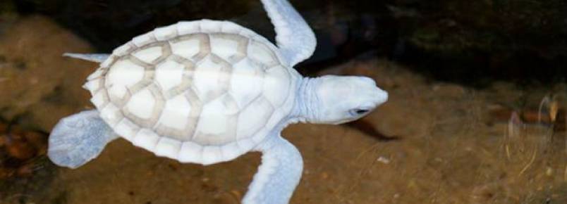 Tartaruga albina nascida em Noronha é assistida pelo Projeto Tamar