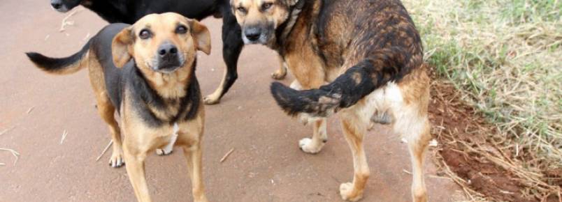Programa incentiva adoçãode cães