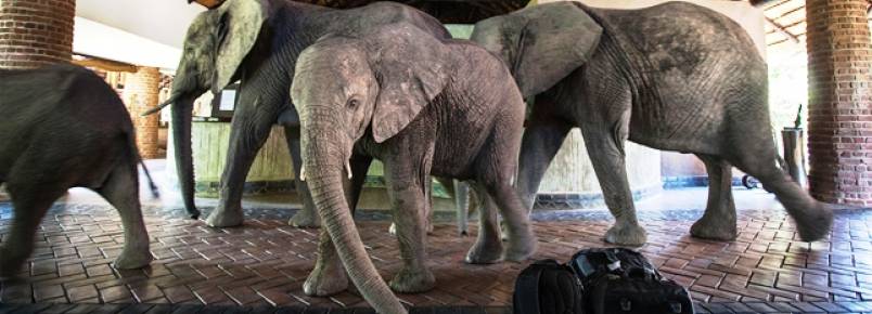 Famlia de elefantes entra em hotel para comer mangas todos os anos
