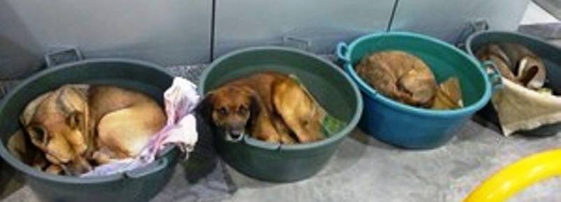 Cães de rua abrigados em posto serão levados para adoção no RS