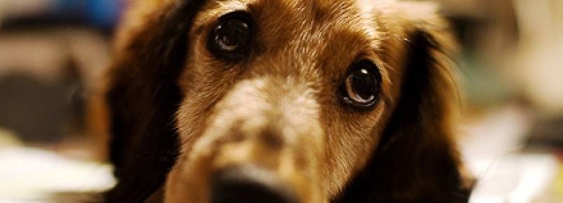 Bico de papagaio em cães: como reconhecer e tratar