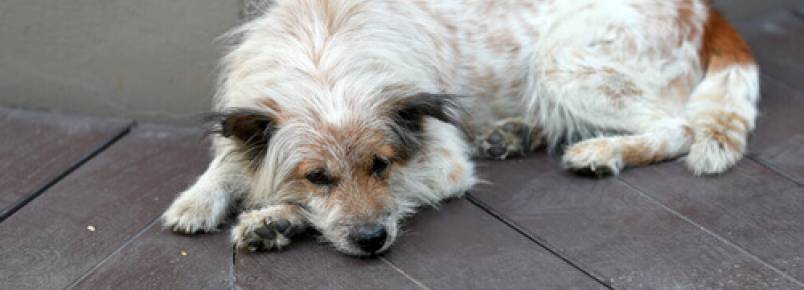 Como é possível saber que algo não vai bem com o seu cachorro