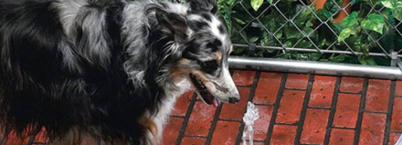 18 presentes que seu cão está "louco" para ganhar