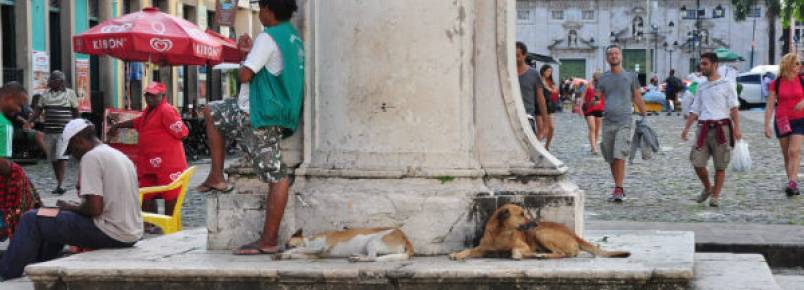 Salvador tem mais de 100 mil cães vivendo nas ruas