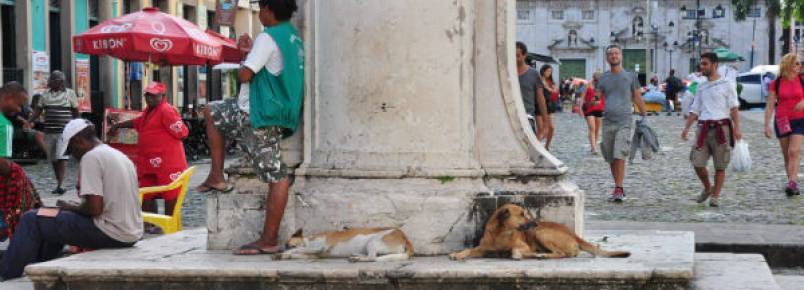 Salvador tem mais de 100 mil ces vivendo nas ruas