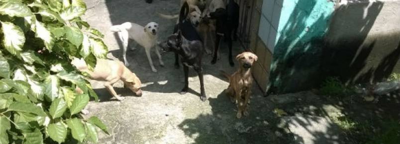 Cães abandonados em casa em Barra de Jangada