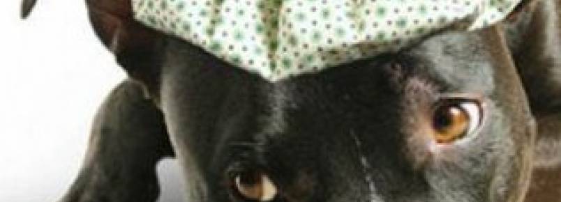 Conheça as principais doenças de cachorros, a prevenção e o tratamento delas 