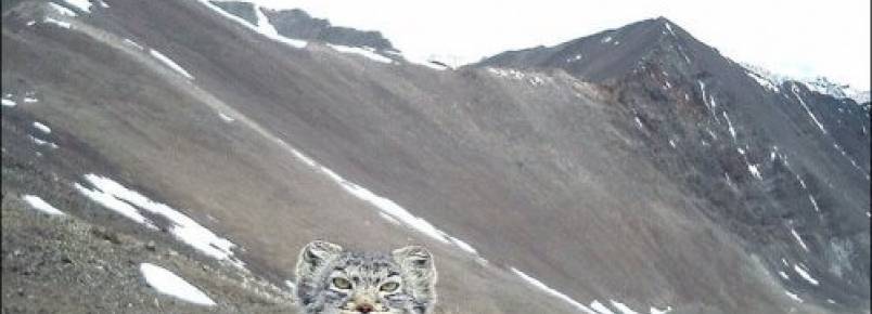 Na Rússia, câmera capta um gato-de-pallas