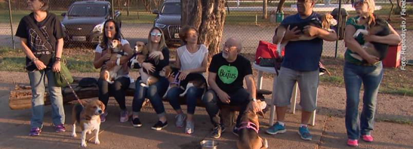 Assista ao Conexão Repórter que mostrou como estão os beagles resgatados do Instituto Royal