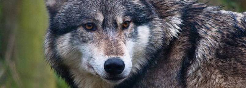 A diferença evolutiva entre cães e lobos