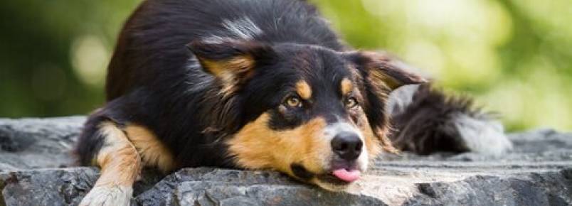Cães e calor: o que você precisa saber?